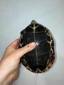 Reeves Turtles Adult Female