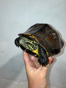 Reeves Turtles Adult Female