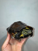 Reeves Turtles Adult Female