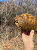 Jordanian Golden Greek Tortoise Female