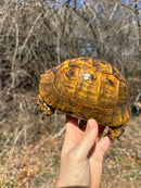Jordanian Golden Greek Tortoise Female