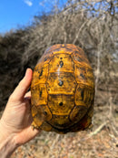 Jordanian Golden Greek Tortoise Female