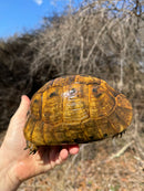 Jordanian Golden Greek Tortoise Female