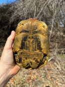 Jordanian Golden Greek Tortoise Female