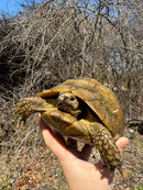 Jordanian Golden Greek Tortoise Female