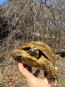Jordanian Golden Greek Tortoise Female
