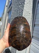 Super Red Northern Red Bellied Turtle Adult Male