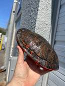Super Red Northern Red Bellied Turtle Adult Male