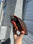 Super Red Northern Red Bellied Turtle Adult Male