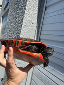 Super Red Northern Red Bellied Turtle Adult Male
