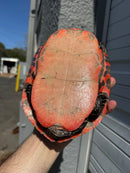 Super Red Northern Red Bellied Turtle Adult Male