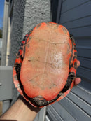 Super Red Northern Red Bellied Turtle Adult Male
