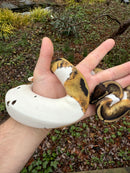Hi White Pied Ball Python Adult Female