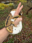 Hi White Pied Ball Python Adult Female