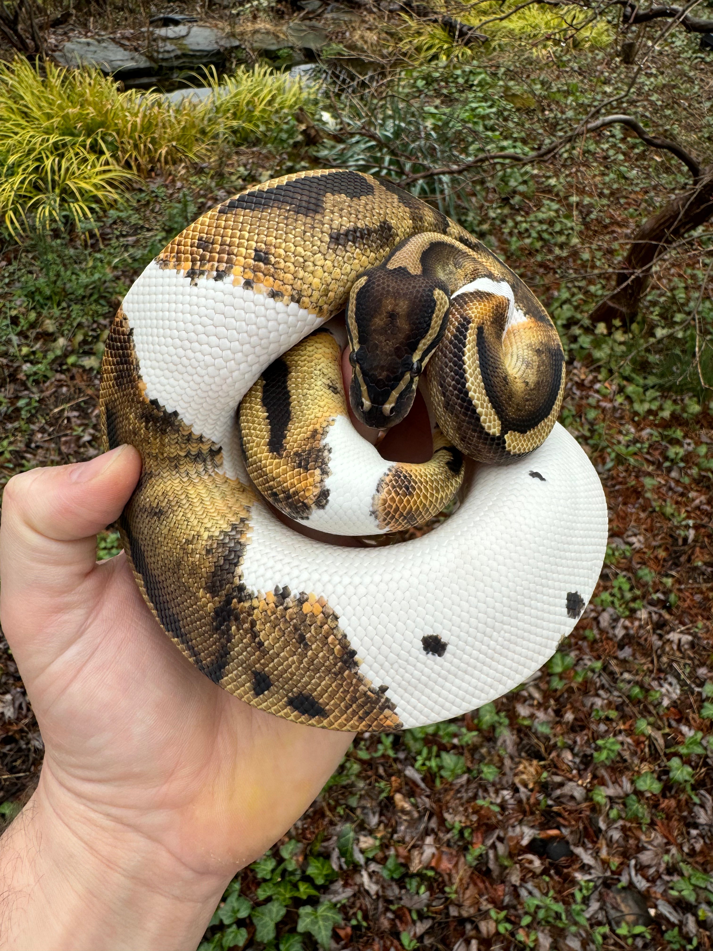 Pied Ball Python For Sale | American Reptile Distributors