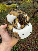 Hi White Pied Ball Python Adult Female
