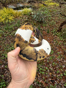 Hi White Pied Ball Python Adult Female