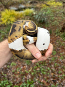 Hi White Pied Ball Python Adult Female