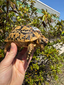 Libyan Greek Tortoise Adult Female