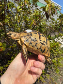 Libyan Greek Tortoise Adult Female