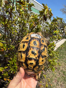 Libyan Greek Tortoise Adult Female