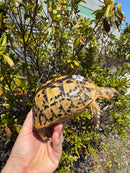 Libyan Greek Tortoise Adult Female