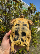 Libyan Greek Tortoise Adult Female