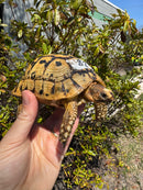 Libyan Greek Tortoise Adult Male