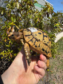 Libyan Greek Tortoise Adult Male