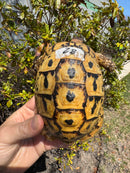 Libyan Greek Tortoise Adult Male