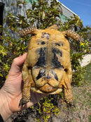 Libyan Greek Tortoise Adult Male