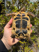 Libyan Greek Tortoise Adult Male