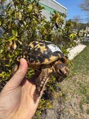 Libyan Greek Tortoise Adult Male