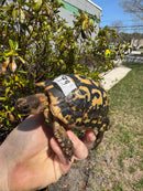 Libyan Greek Tortoise Adult Male