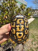 Libyan Greek Tortoise Adult Male