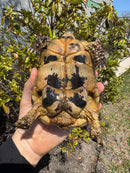 Libyan Greek Tortoise Adult Male