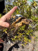 Libyan Greek Tortoise Adult Male