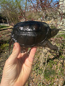 Common Snapping Turtle (4-6 inch) (Chelydra serpentina)