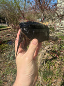 Common Snapping Turtle (4-6 inch) (Chelydra serpentina)