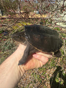 Common Snapping Turtle (4-6 inch) (Chelydra serpentina)