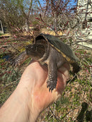 Common Snapping Turtle (4-6 inch) (Chelydra serpentina)