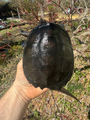 Common Snapping Turtle (4-6 inch) (Chelydra serpentina)