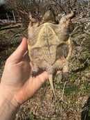 Common Snapping Turtle (4-6 inch) (Chelydra serpentina)