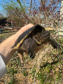 Common Snapping Turtle (4-6 inch) (Chelydra serpentina)