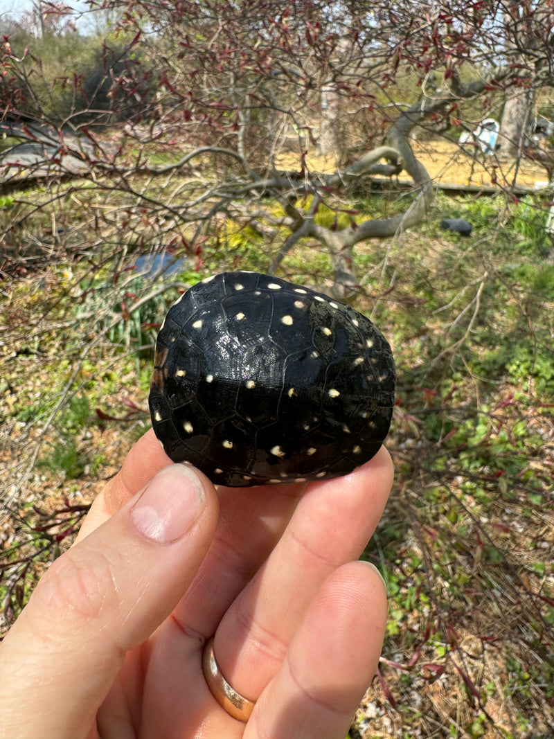 Spotted Turtle 2024 Female
