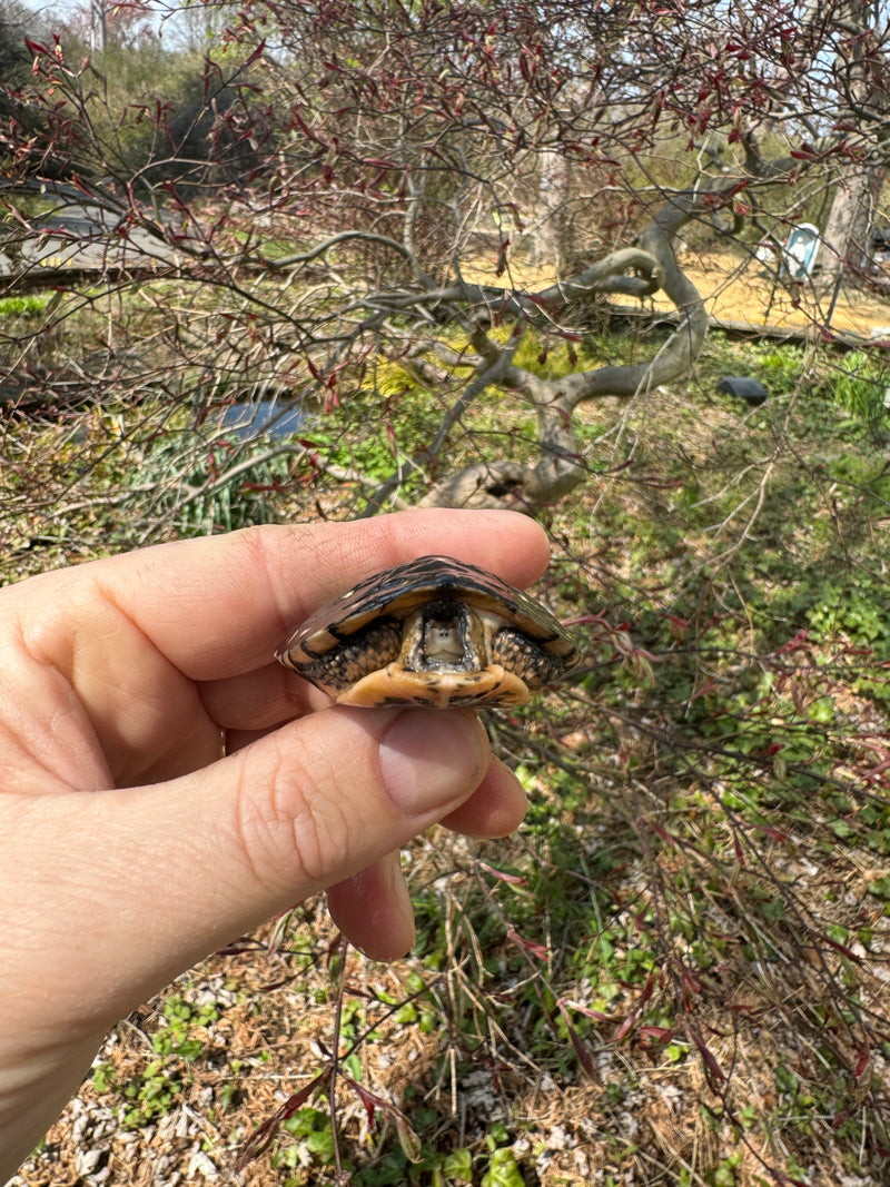 Spotted Turtle 2024 Female