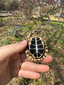 Spotted Turtle 2024 Female