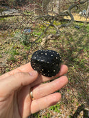 Spotted Turtle 2024 Female