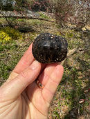 Spotted Turtle 2024 Female