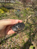 Spotted Turtle 2024 Female